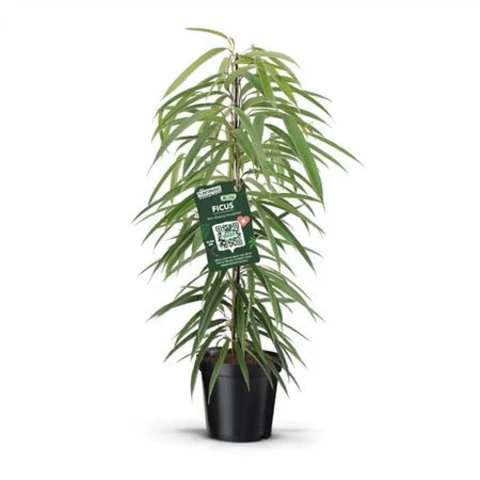 Фикус Bin Ali 21\110