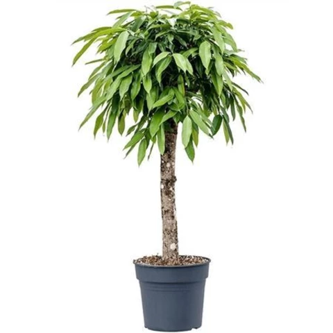 Фикус Amstel King Op Stam 30\130