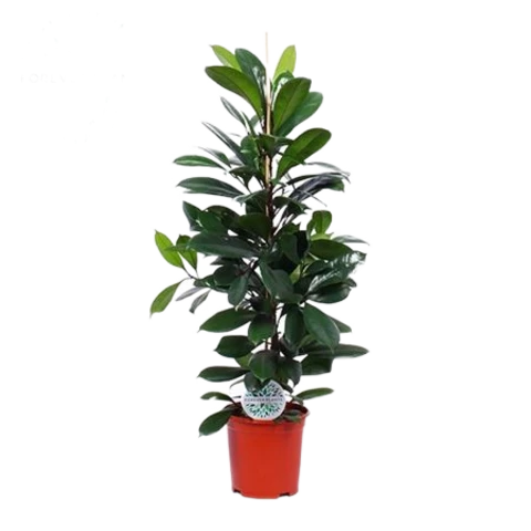 Фикус Cyathistipula 21\95