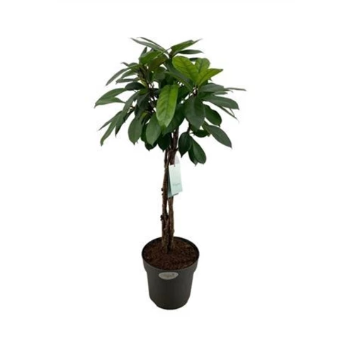 Фикус Cyathistipula Braided Stem 24\100