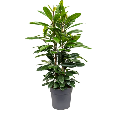 Фикус Cyathistipula 30\115