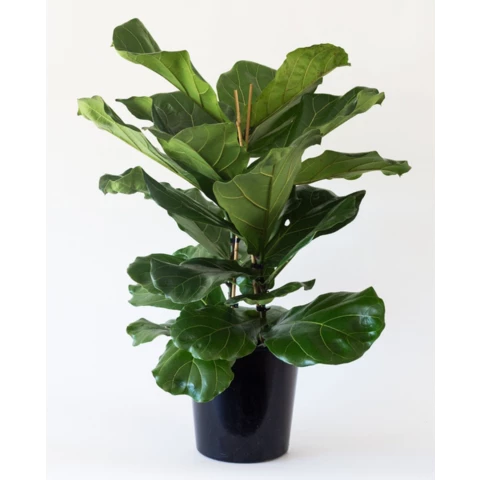 Фикус Cyathistipula 30\200