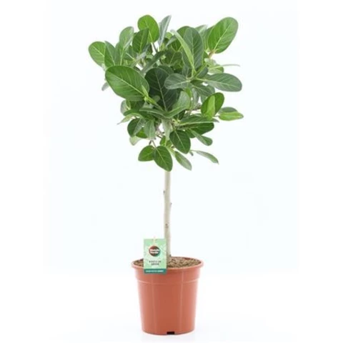 Фикус Audrey Braided Stem 21\95