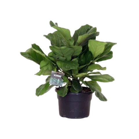 Фикус Lyrata 21\50