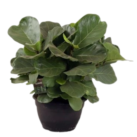 Фикус Lyrata 26\60