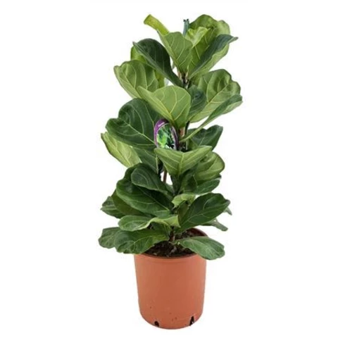 Фикус Lyrata 24\85