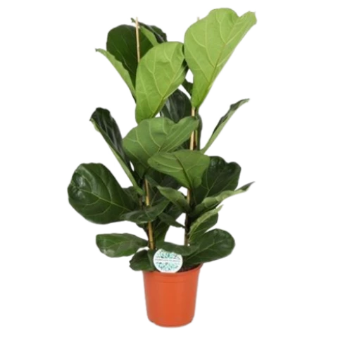 Фикус Lyrata 24\120