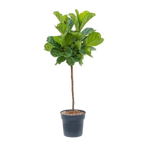 Фикус Lyrata 30\120