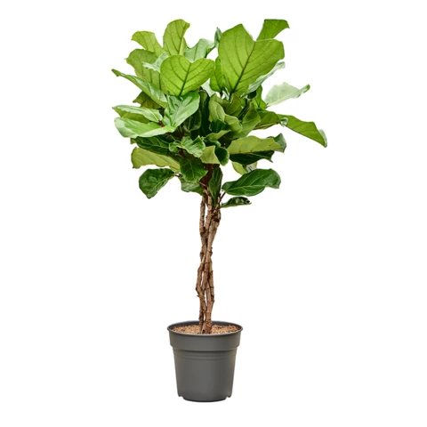 Фикус Lyrata 30\130