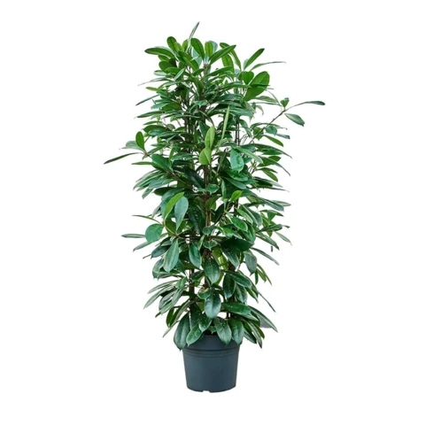 Фикус Lyrata 32\150