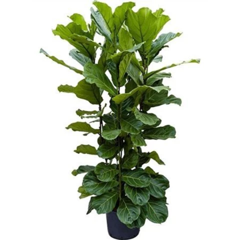 Фикус Lyrata 34\170