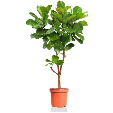 Фикус Lyrata 40\190