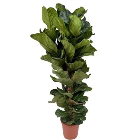 Фикус Lyrata 32\210