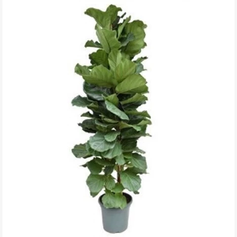 Фикус Lyrata 40\230