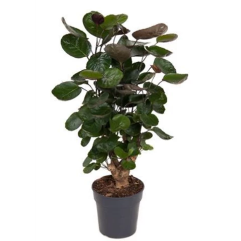 Полисциас Fabian 19\80