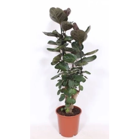 Полисциас Fabian 24\120