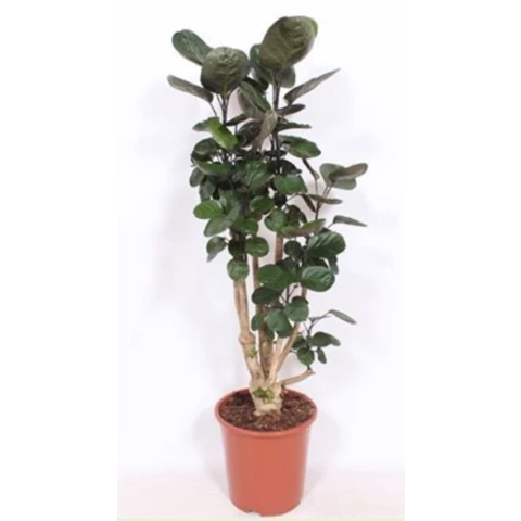 Полисциас Fabian 27\130