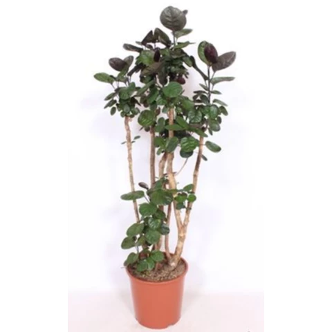 Полисциас Fabian 30\150