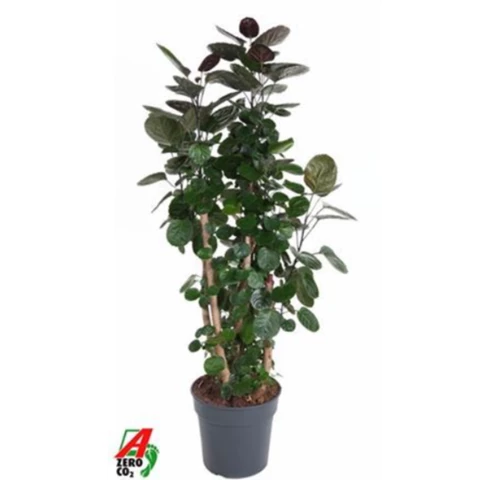 Полисциас Fabian 31\160