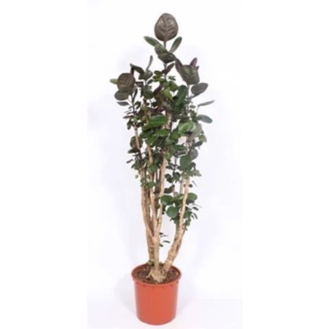 Полисциас Fabian 34\180