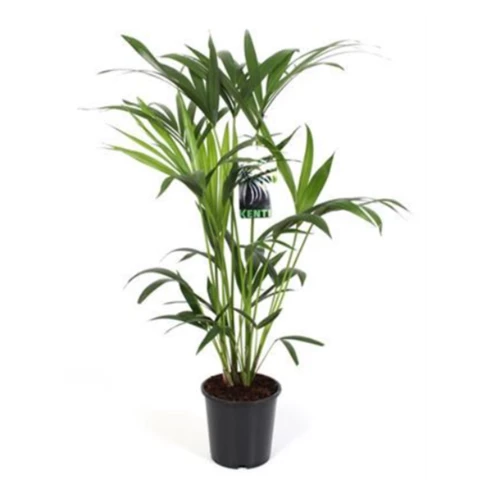 Ховея Forsteriana 19\90