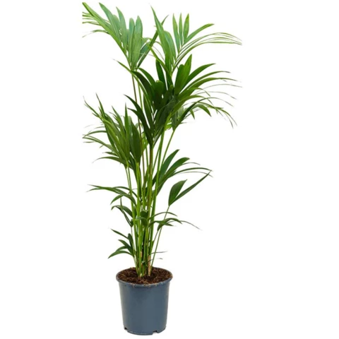 Ховея Forsteriana 24\130