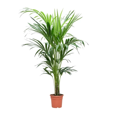 Ховея Forsteriana 23\160