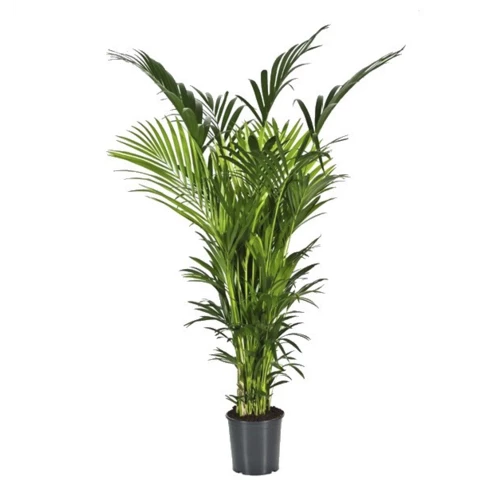 Ховея Forsteriana 27\180