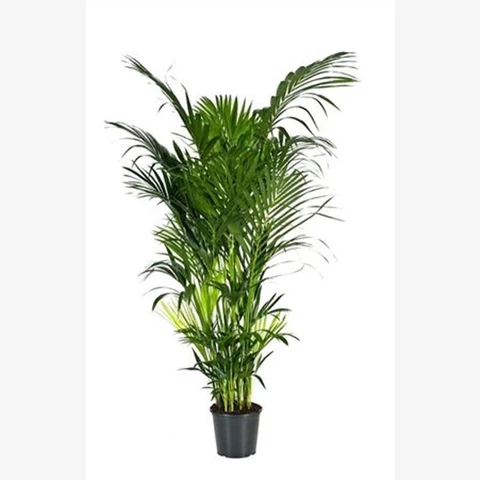 Ховея Forsteriana 32\240