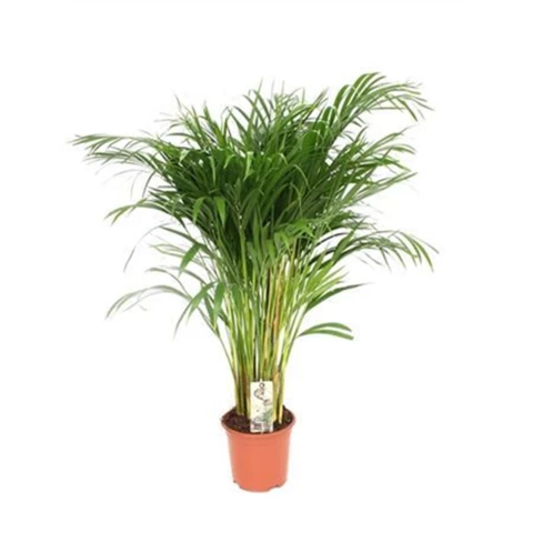 Дипсис Lutescens Areca 19\80