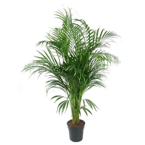 Дипсис Lutescens Areca 21\120