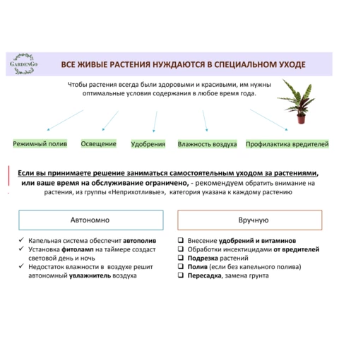 Дипсис Lutescens Areca 30\170