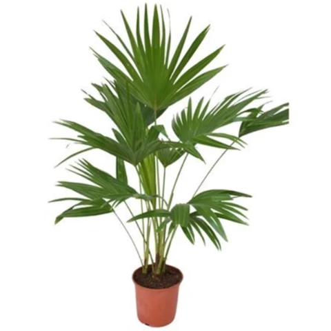 Пальма Livistona 21\110