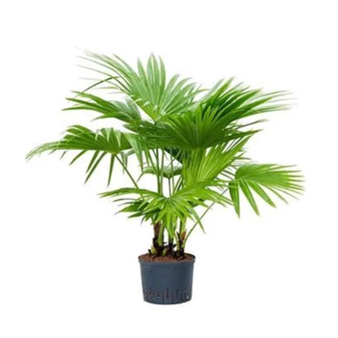 Пальма Livistona 27\150