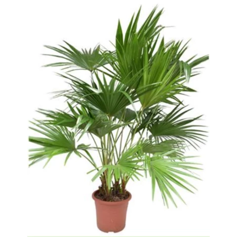 Пальма Livistona 32\160