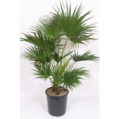 Пальма Livistona 40\170