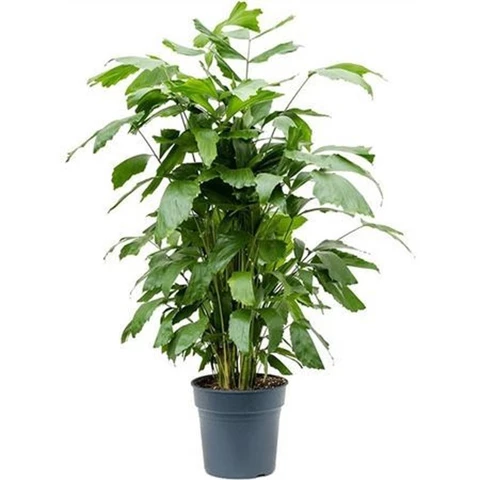 Кариота Mitis 19\100