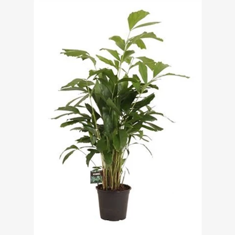 Кариота Mitis 24\130