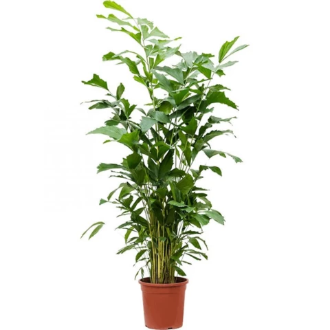 Кариота Mitis 27\180