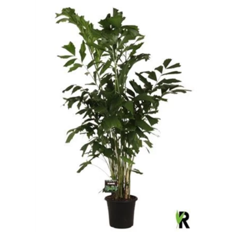 Кариота Mitis 24\200