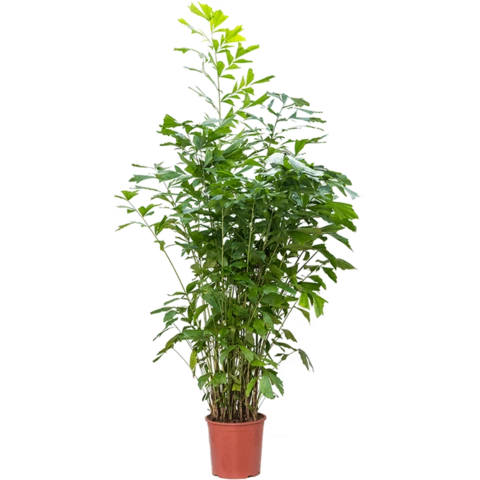 Кариота Mitis 40\210