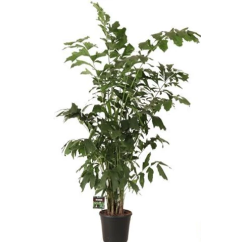 Кариота Mitis 45\240