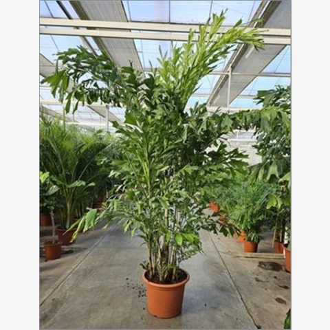 Кариота Mitis 55\330