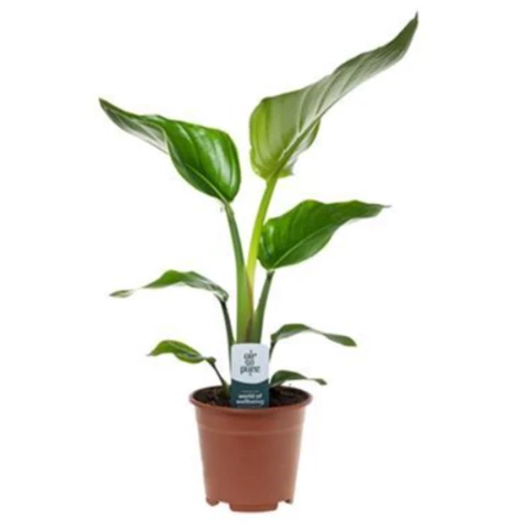 Стрелиция Nicolai 12\40