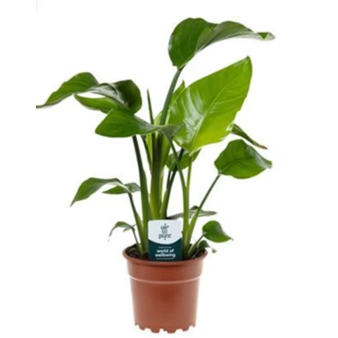 Стрелиция Nicolai 17\60