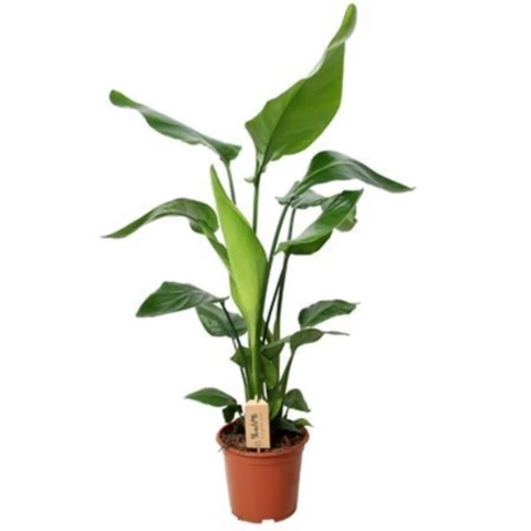 Стрелиция Nicolai 19\90