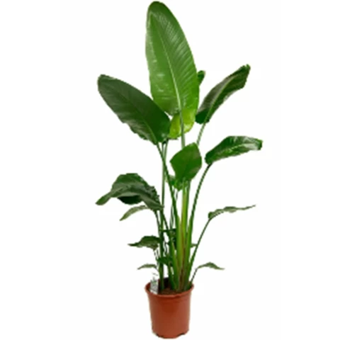 Стрелиция Nicolai 27\100