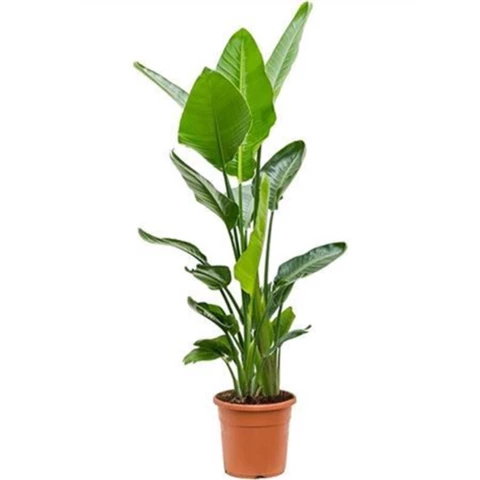 Стрелиция Nicolai 24\130