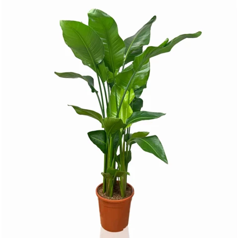 Стрелиция Nicolai 24\160