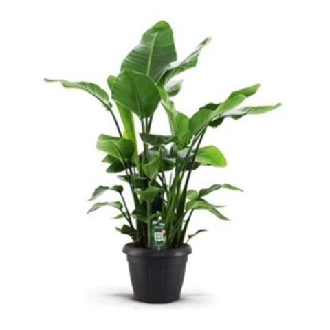 Стрелиция Nicolai 35\160